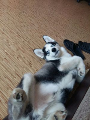 Dog Photo
