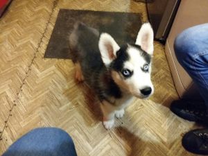 Dog Photo