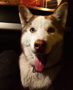 Dog Photo