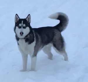 Dog Photo
