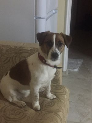 Dog Photo
