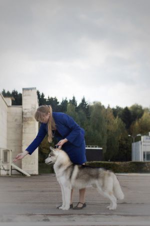 Dog Photo