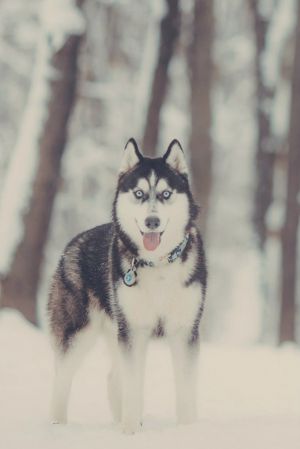 Dog Photo