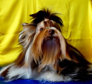 Dog Photo