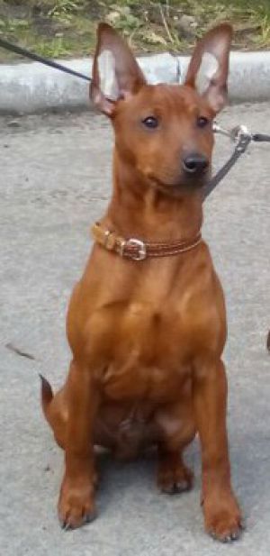 Dog Photo