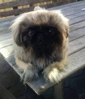 Dog Photo