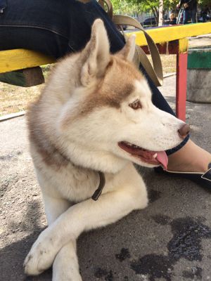 Dog Photo