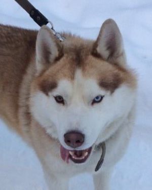 Dog Photo