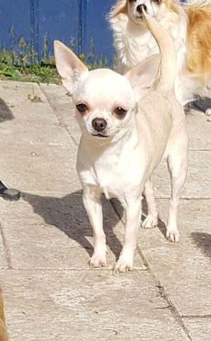 Dog Photo