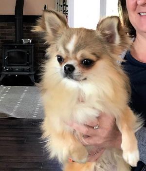 Dog Photo
