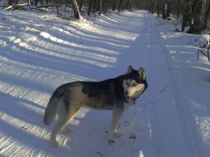 Dog Photo