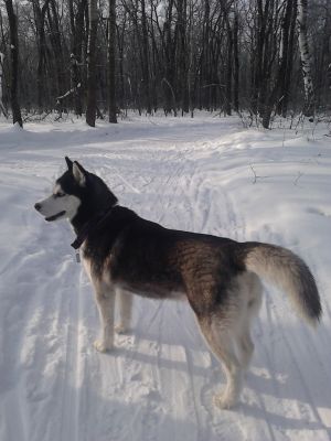Dog Photo