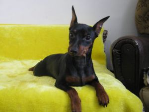 Dog Photo