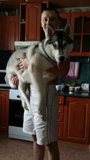 Dog Photo