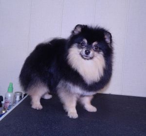 Dog Photo