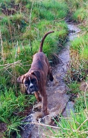 Dog Photo