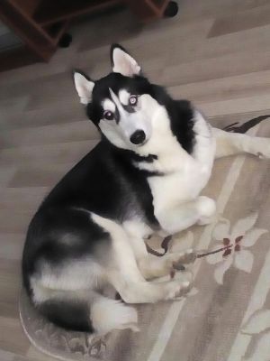 Dog Photo
