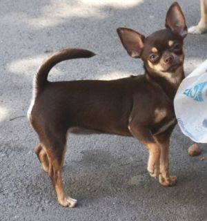 Dog Photo
