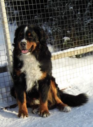Dog Photo