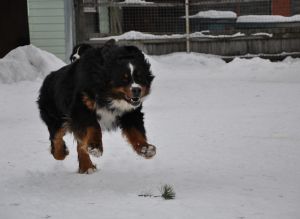 Dog Photo