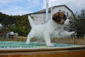 AMULET FOR LUCK SMART FRIEND