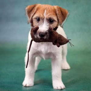 ALPHA DESIRE SMART FRIEND