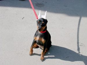 Dog Photo