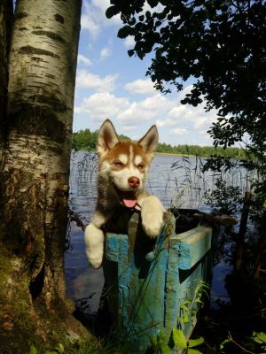Dog Photo