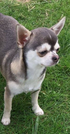Dog Photo