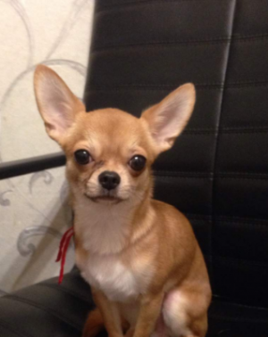 Dog Photo