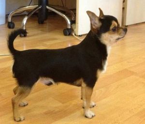Dog Photo