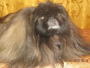 Dog Photo