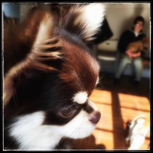 Dog Photo