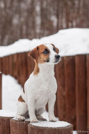 Dog Photo