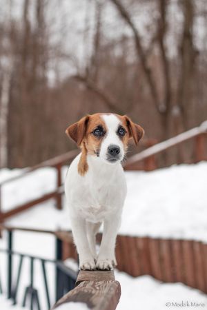 Dog Photo