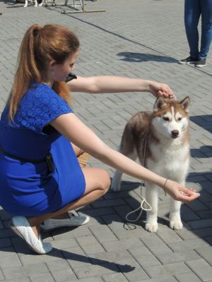 Dog Photo
