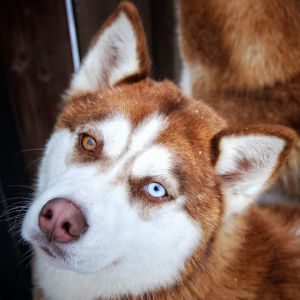 Dog Photo