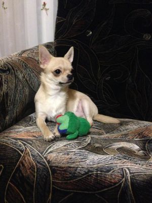 Dog Photo
