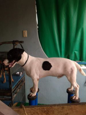 Dog Photo