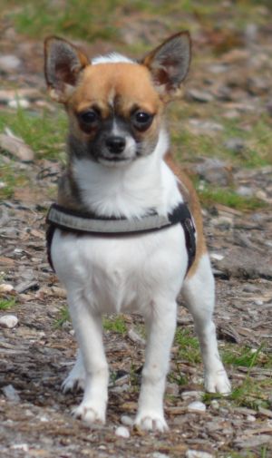 Dog Photo