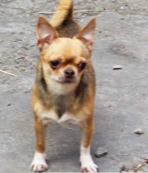 Dog Photo