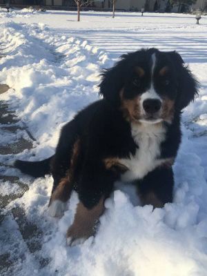Dog Photo
