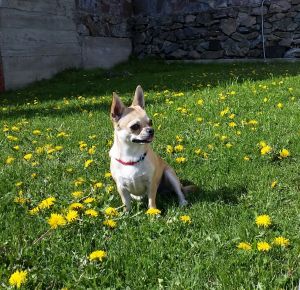 Dog Photo