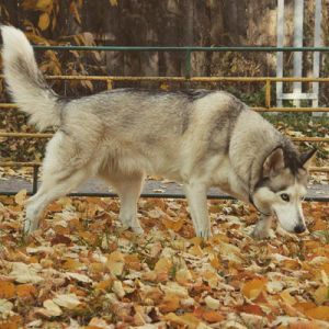 Dog Photo