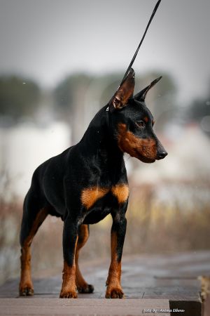 Dog Photo