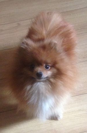 Dog Photo