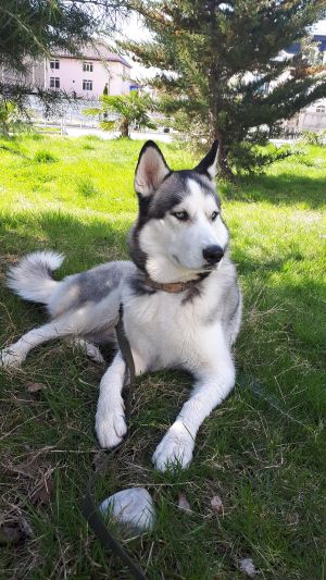 Dog Photo