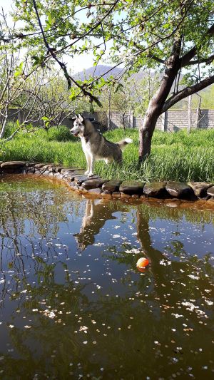 Dog Photo