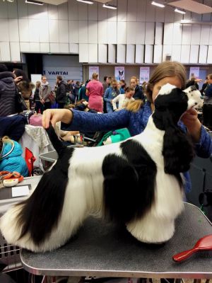 Dog Photo