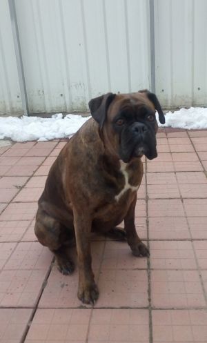 Dog Photo